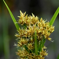 Scleria poiformis Retz.